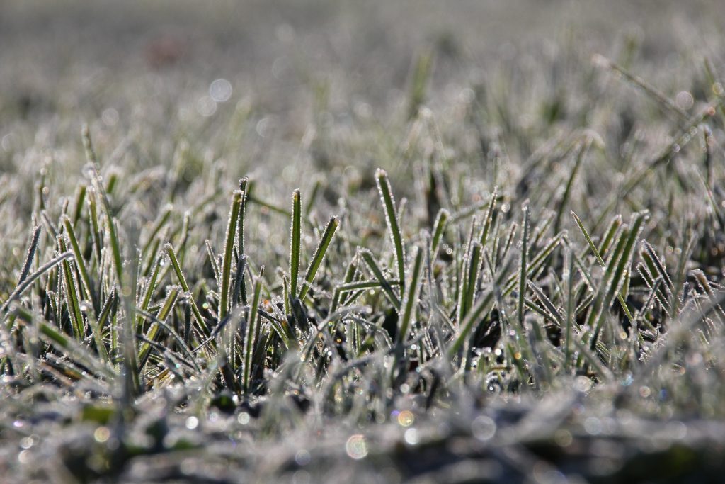 Frost Grass 2