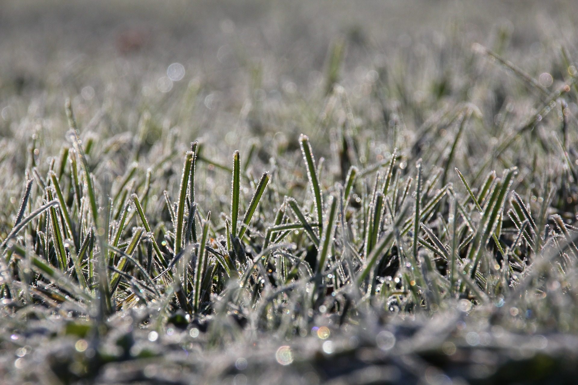 You are currently viewing Artificial Grass in Winter