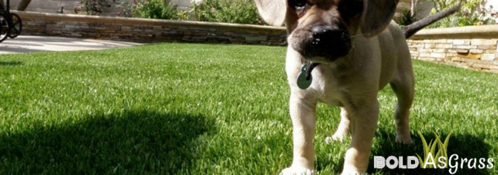 Puppy on Fake Grass 1