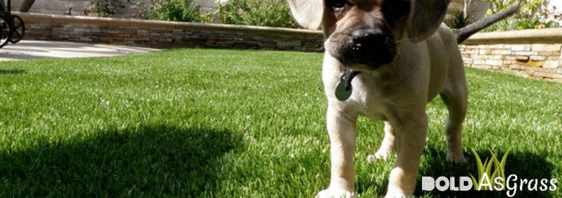 Read more about the article Artificial Grass for Pets